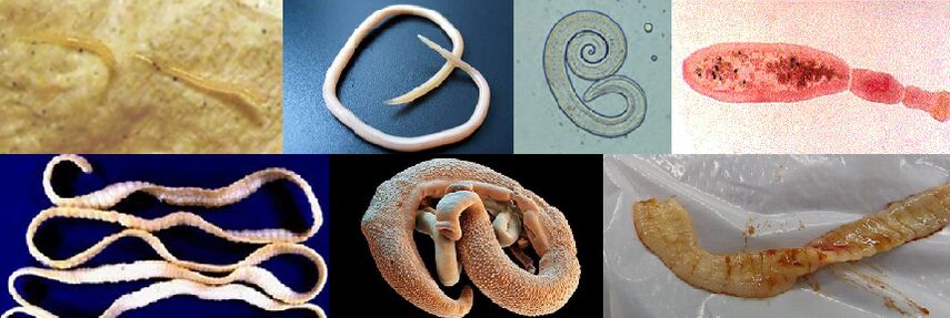 Diversi tipi di parassiti