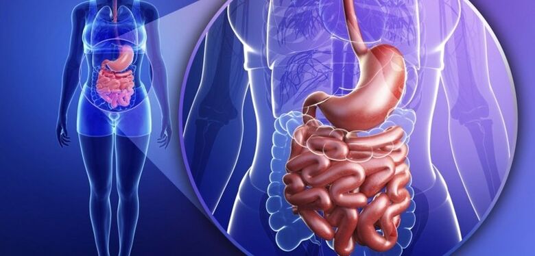 Il tratto gastrointestinale è umano