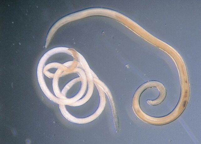 Nematodi