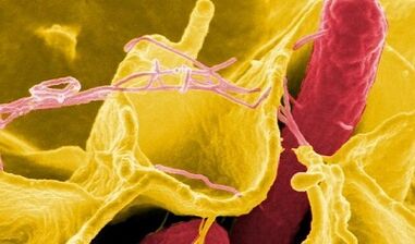 Segni di parassiti nel corpo umano