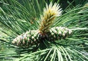 Pino per pulire il corpo dei parassiti