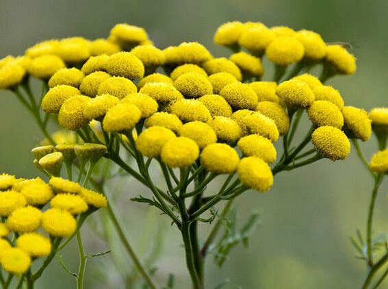 tanaceto un rimedio contro i parassiti